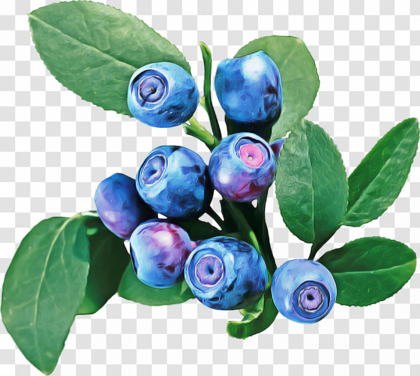 Bilberry Berry Plant Blue Violet Transparent PNG