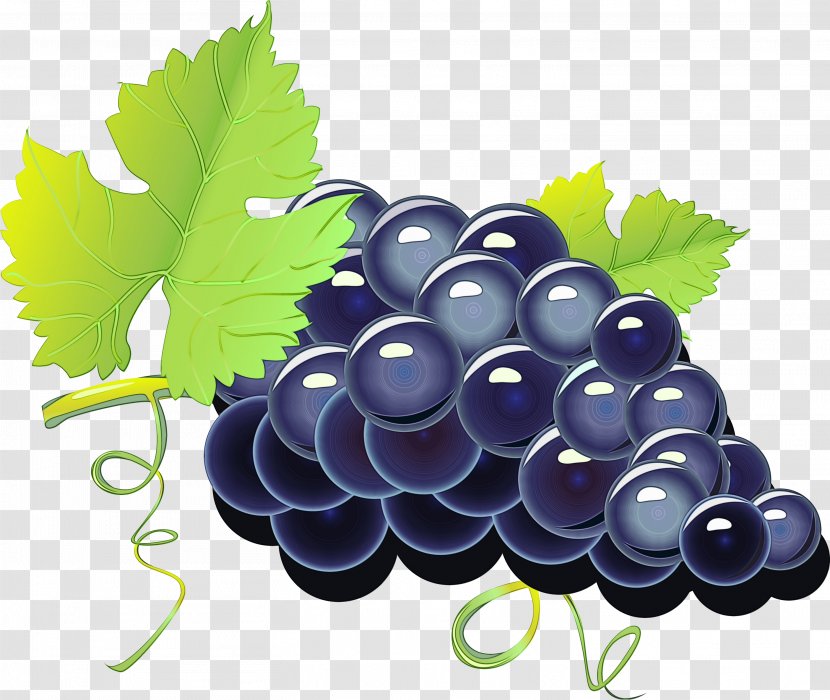 Drawing Of Family - Plant - Grape Seed Extract Zante Currant Transparent PNG