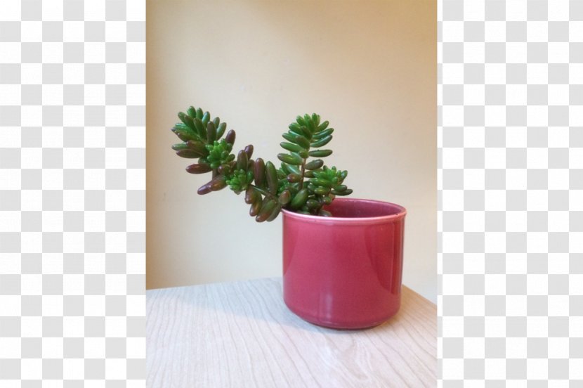 Houseplant Flowerpot Ceramic Citroën Cactus M - Plant - Design Transparent PNG