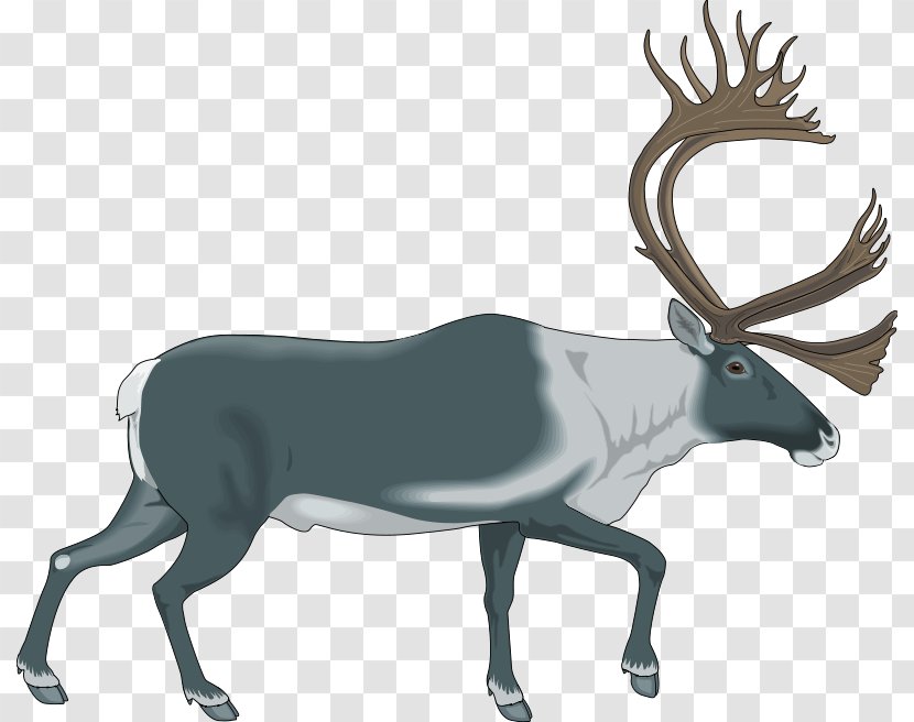Reindeer Download Stock.xchng Clip Art - Terrestrial Animal - Free Vector Transparent PNG