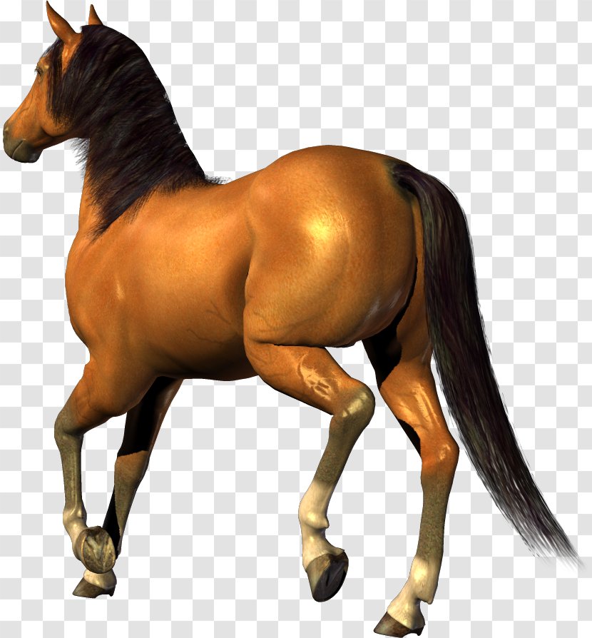Mustang Clip Art - Mare Colt - Horse Image, Free Download Picture, Transparent Background Transparent PNG