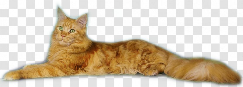 Tabby Cat Maine Coon European Shorthair Domestic Short-haired Kitten Transparent PNG
