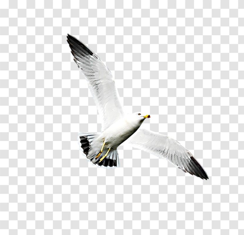 Sxf6z Saz U0130stanbul Sislendi Hava - Silhouette - Flying Seagull Transparent PNG