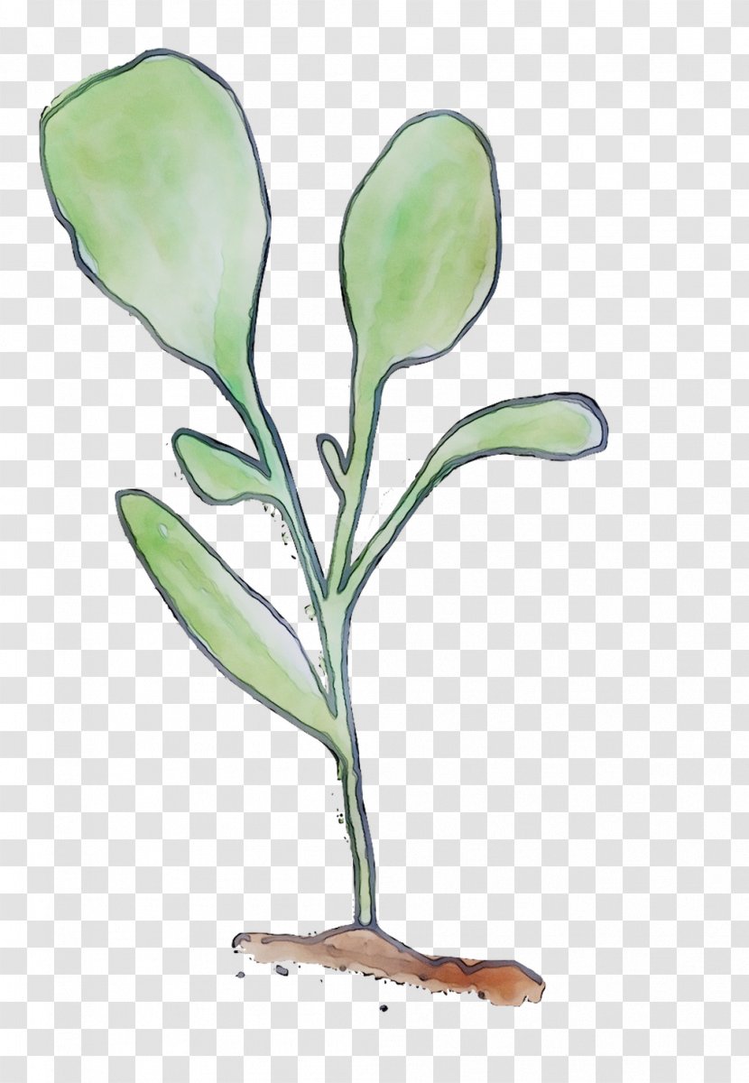 Flowering Plant Stem Leaf Branching - Pedicel Transparent PNG