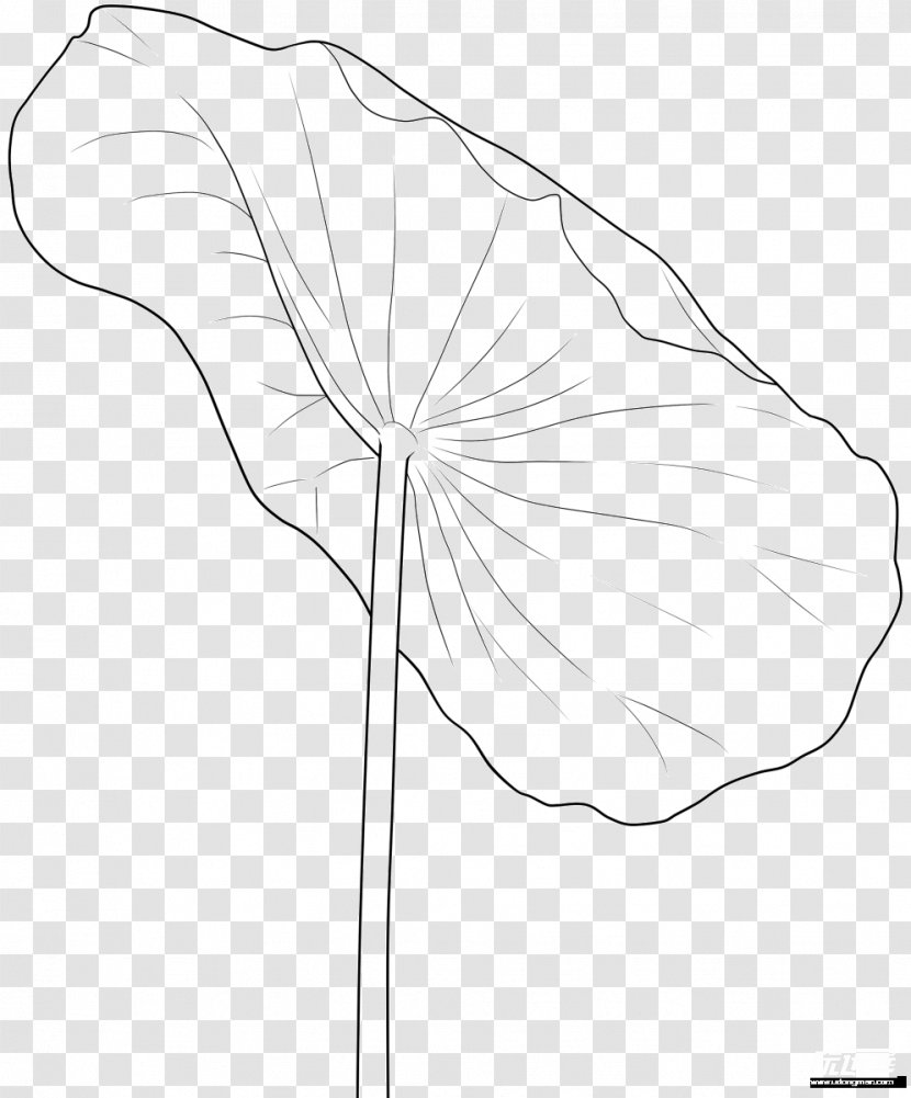 Design Petal Summer Illustration Drawing - Flora - Lily Pads Transparent PNG