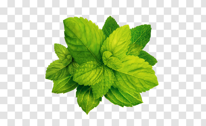 Leaf Plant Flower Mint Herb Transparent PNG