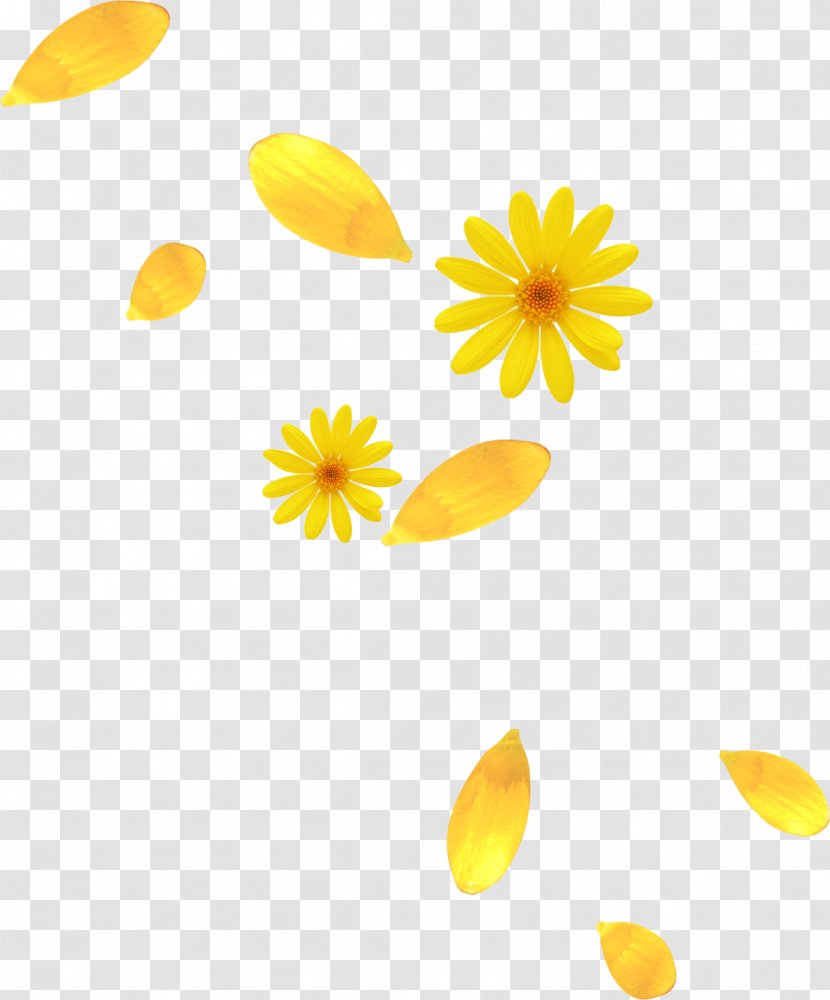 Petal Yellow Flower Transparent PNG