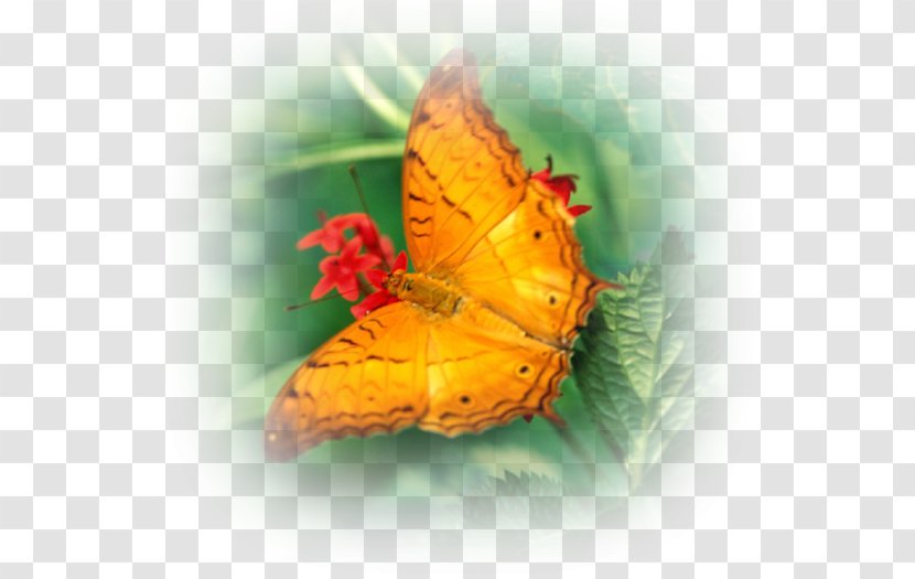 Monarch Butterfly Insect Desktop Wallpaper - Arthropod Transparent PNG