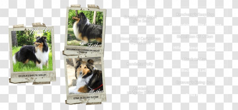 Dog Advertising Brand - Like Mammal Transparent PNG