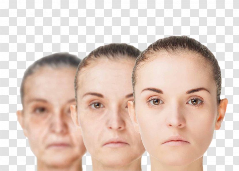 Ageing Life Extension Old Age Rejuvenation Wrinkle - Head - Health Transparent PNG