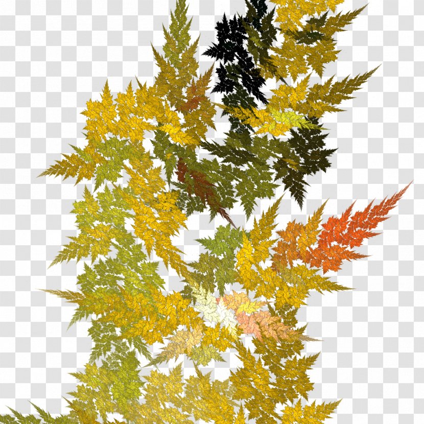 Tree Plant Leaf - Fern Transparent PNG