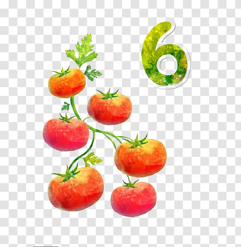 Cartoon Tomato - Watercolor Painting - 6 Tomatoes Transparent PNG