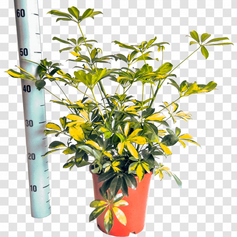 Schefflera Arboricola Houseplant Nursery Flowerpot - Pot Of Gold Transparent PNG