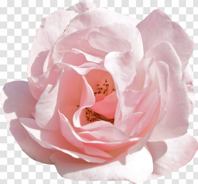 Rose Pink Flowers Desktop Wallpaper Tulip - Cut - Peony Transparent PNG