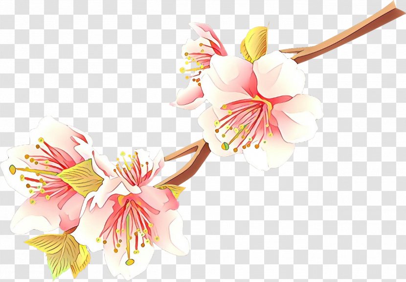 Cherry Blossom - Plant - Branch Petal Transparent PNG