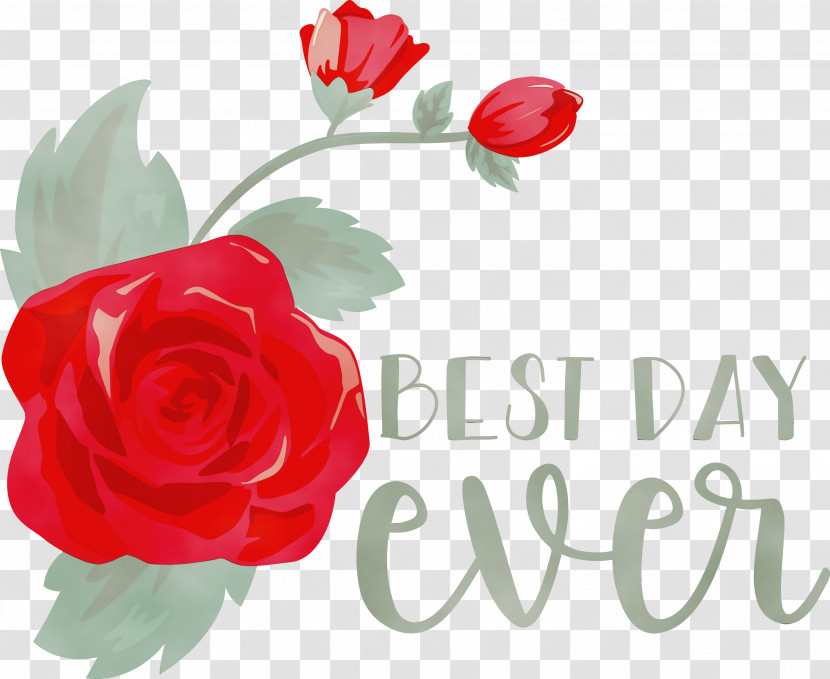 Garden Roses Transparent PNG