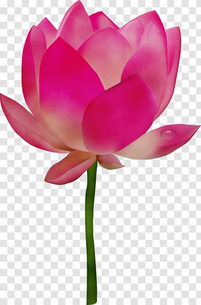 Nymphaea Nelumbo Clip Art Flower Image - Plant Stem - Lotus Transparent PNG