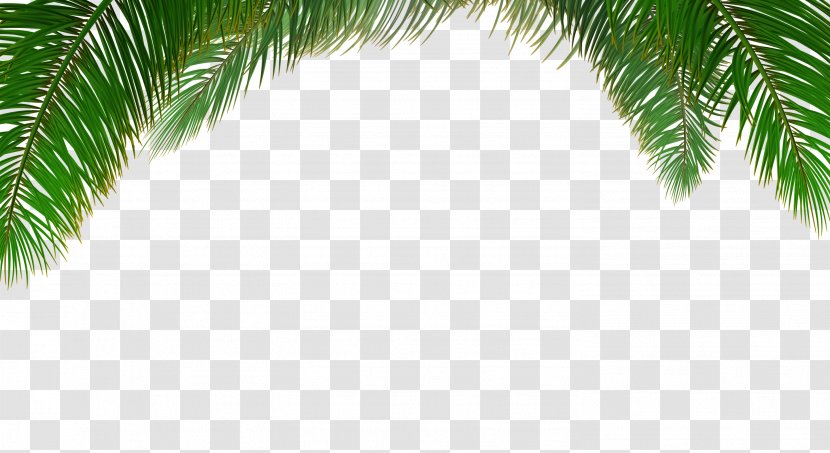 Arecaceae Tree Euclidean Vector Leaf - Palm Background Transparent PNG