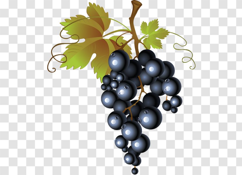 Common Grape Vine Red Wine Leaves - Winemaking - Raisins Streamer Transparent PNG