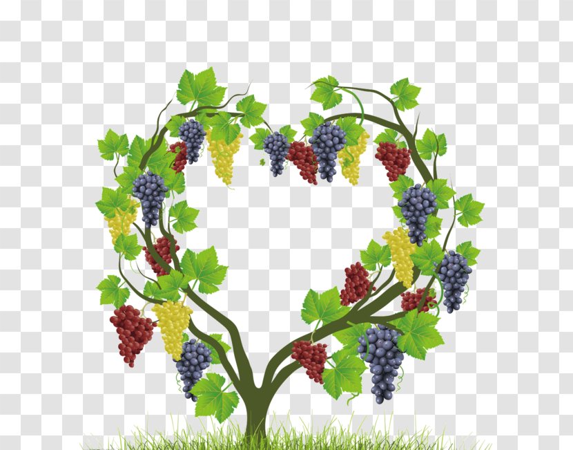 Common Grape Vine Heart Auglis - Heart-shaped Vines Transparent PNG