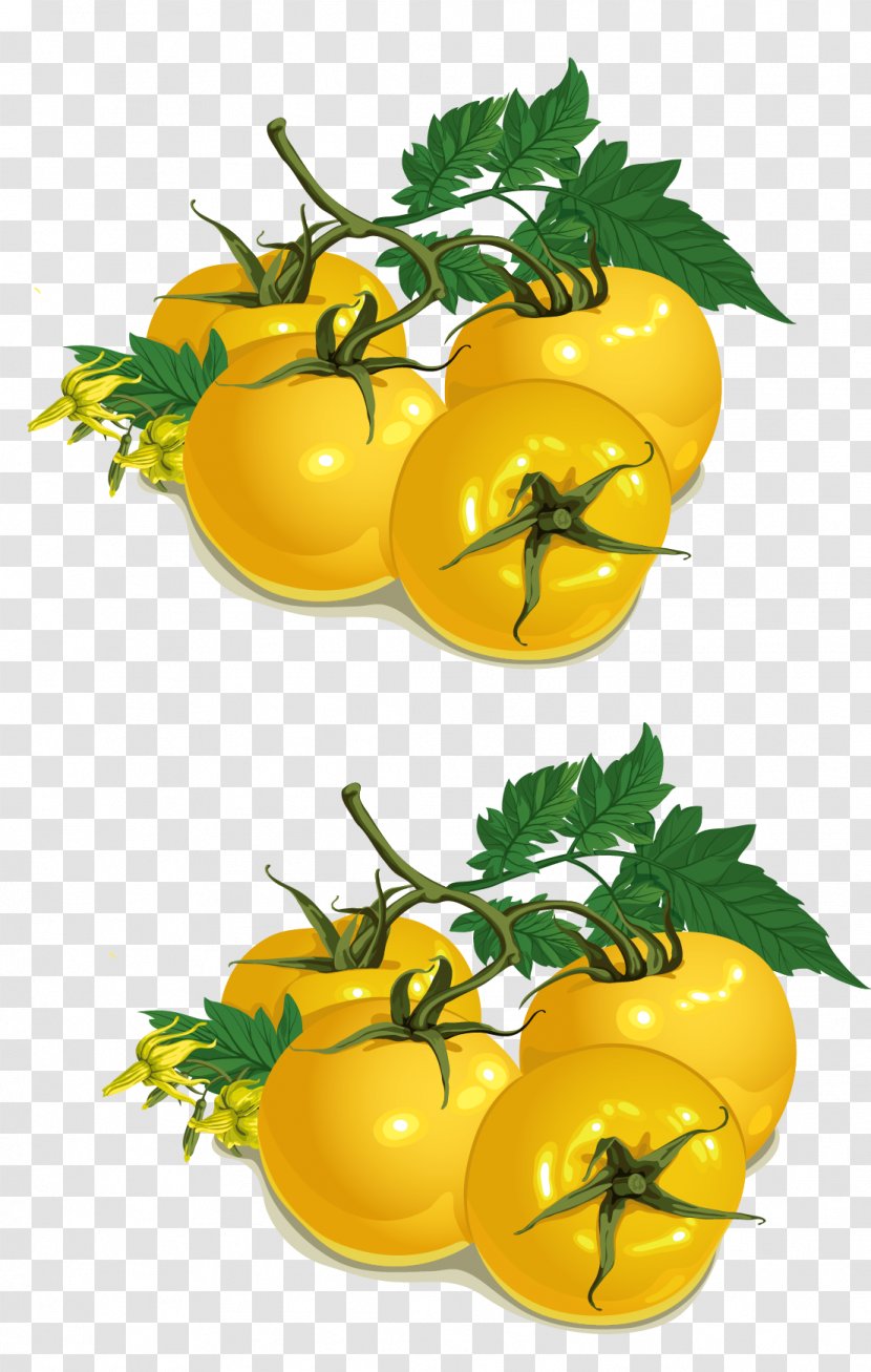 Tomato Vegetable Food - Calabaza - Persimmon Vector Yellow Transparent PNG