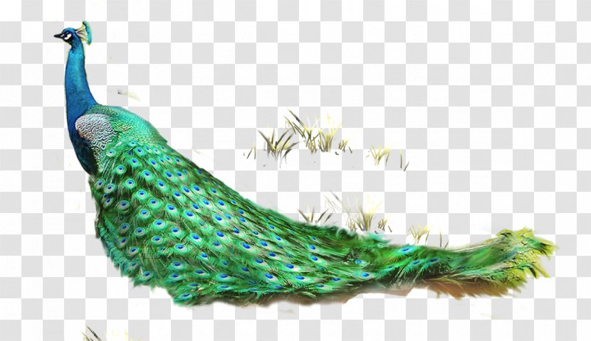 Feather Asiatic Peafowl Computer File - Tail - Pretty Peacock And Grass Transparent PNG
