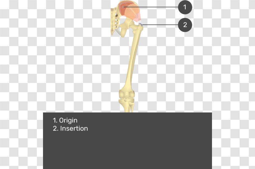 Gluteal Muscles Gluteus Medius Muscle Maximus Minimus Origin And Insertion - Frame Transparent PNG