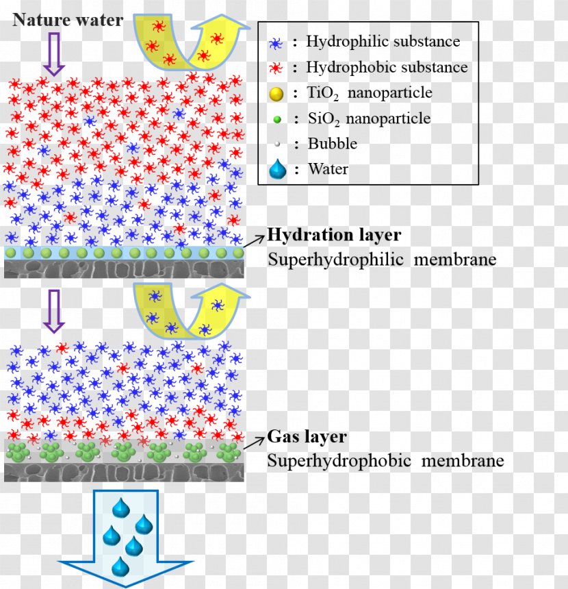 Organic Matter Nanofiltration Superhydrophilicity Hydrophile Membrane - Polysulfone - Text Transparent PNG