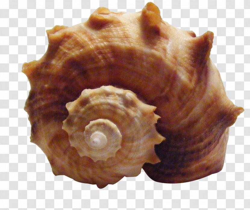 Seashell Shankha Sea Snail Conch - Shell Transparent PNG