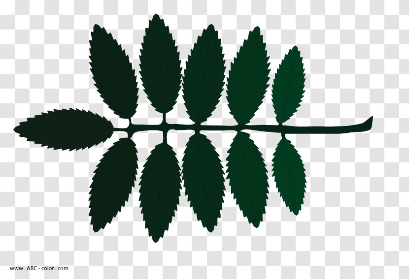 Tree Drawing Shrub Leaf - Plant Stem Transparent PNG