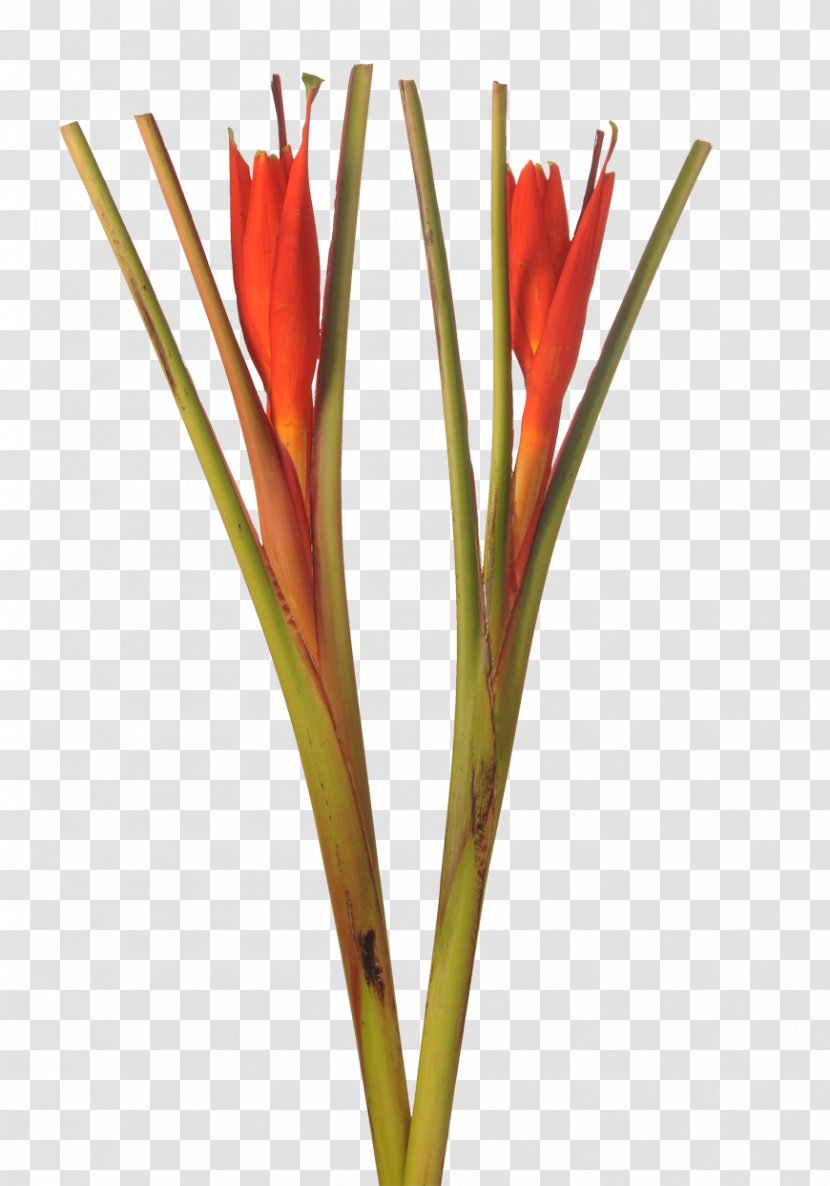 Cut Flowers Plant Lobster-claws Bird Of Paradise Flower - Ensete Transparent PNG