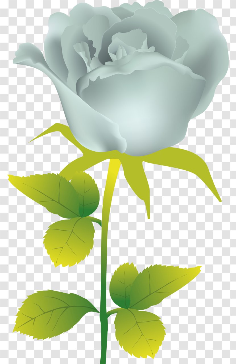 Rose Flower Painting - Cut Flowers Transparent PNG