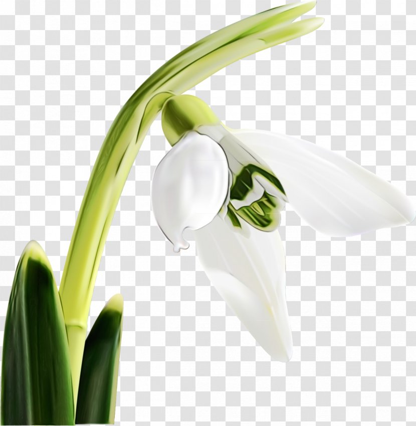 Flower Galanthus Flowering Plant Snowdrop - Lily Summer Snowflake Transparent PNG