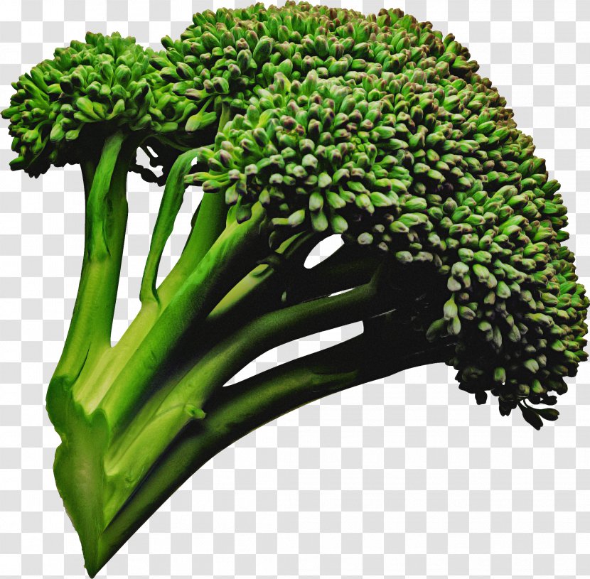 Vegetables Cartoon - Salad - Herb Flower Transparent PNG