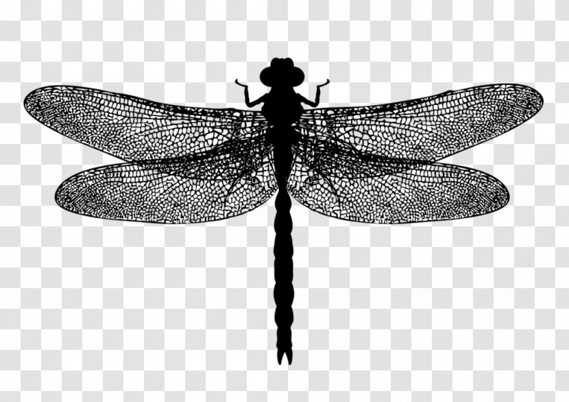Dragonfly Photography Royalty-free Transparent PNG