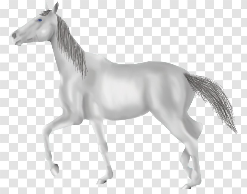 Mane Mustang Foal Mare Stallion - Horse - Grey Transparent PNG