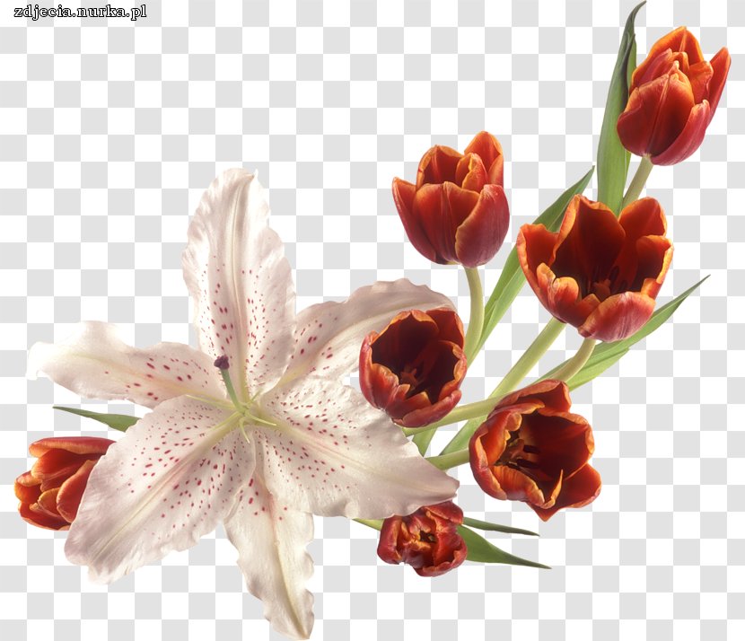 Flower Bouquet - Lossless Compression Transparent PNG