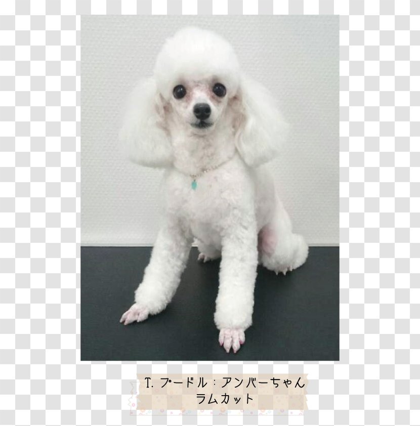 Miniature Poodle Toy Standard Puppy - Companion Dog Transparent PNG