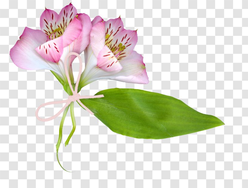 Lily Of The Incas Cut Flowers Plant Stem - Flower - Communion Solennelle Transparent PNG