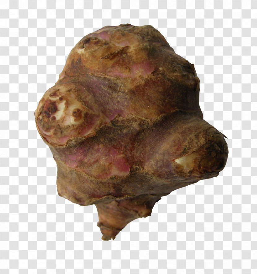 Tuber Snout - Rutabaga Transparent PNG