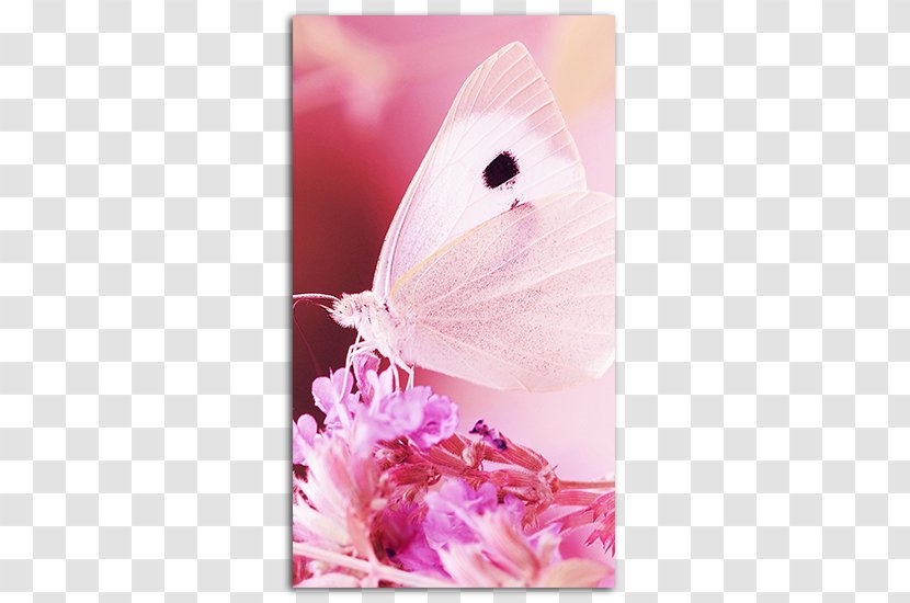 Desktop Wallpaper Apple IPhone 7 Plus Butterfly 6 Image - Hd Pink Background Transparent PNG