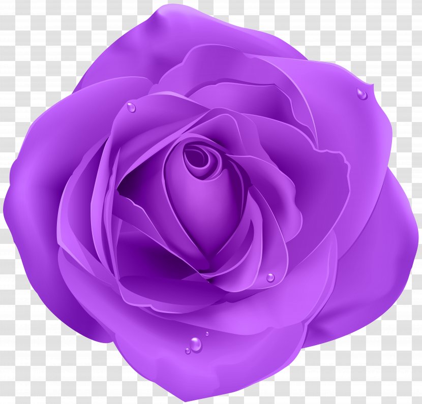 Blue Rose Purple Clip Art Transparent PNG