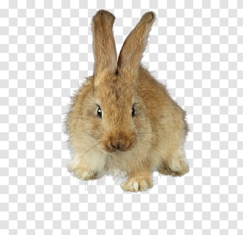 Domestic Rabbit Gxf6ppingen Rechberg Drei Kaiserberge Stuifen - Fur - Cute Stuffed Transparent PNG
