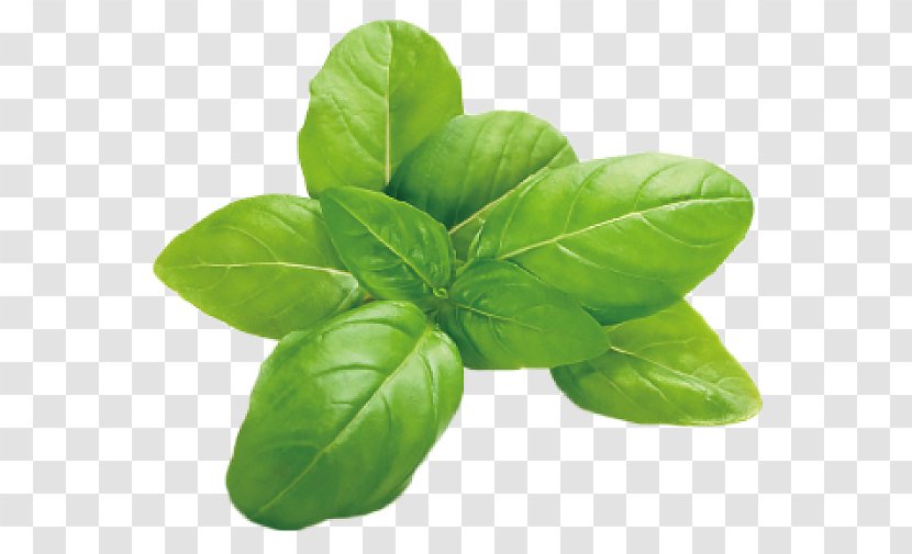 Italian Cuisine Basil Herb Leaf Vegetable Mozzarella Transparent PNG