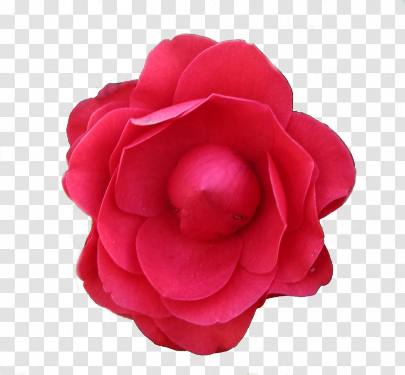 Garden Roses Flower Photography - Petal - Red Envelopes Transparent PNG