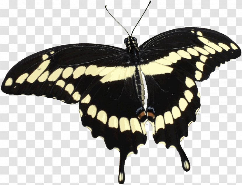 To Pimp A Butterfly Swallowtail Papilio Cresphontes - Butterflies And Moths - Giant Transparent PNG