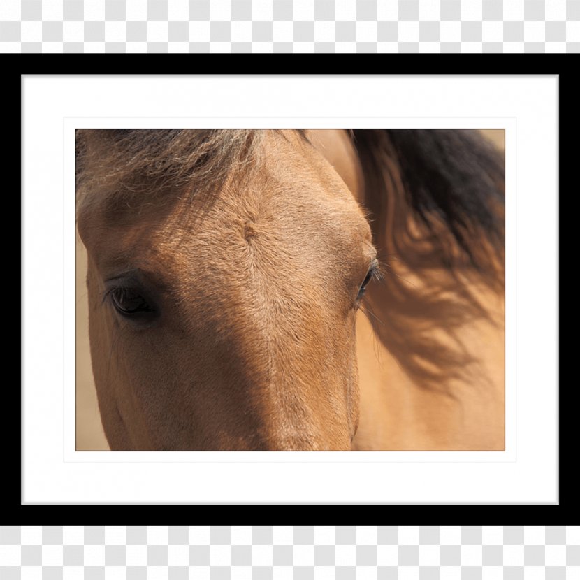 Horse Work Of Art Innovate Interiors Pony - Photography Transparent PNG