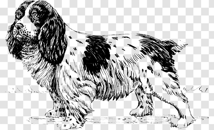 English Setter Springer Spaniel Sussex Russian Dog Breed - Vertebrate - Cocker Transparent PNG