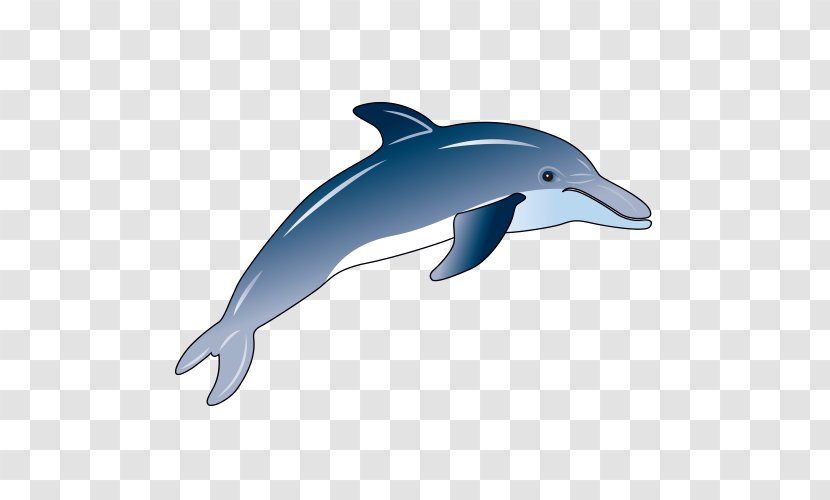 Wholphin Common Bottlenose Dolphin Rough-toothed Short-beaked Tucuxi - Striped Transparent PNG