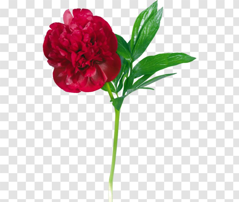 Peony Flower Clip Art - Rosa Centifolia Transparent PNG